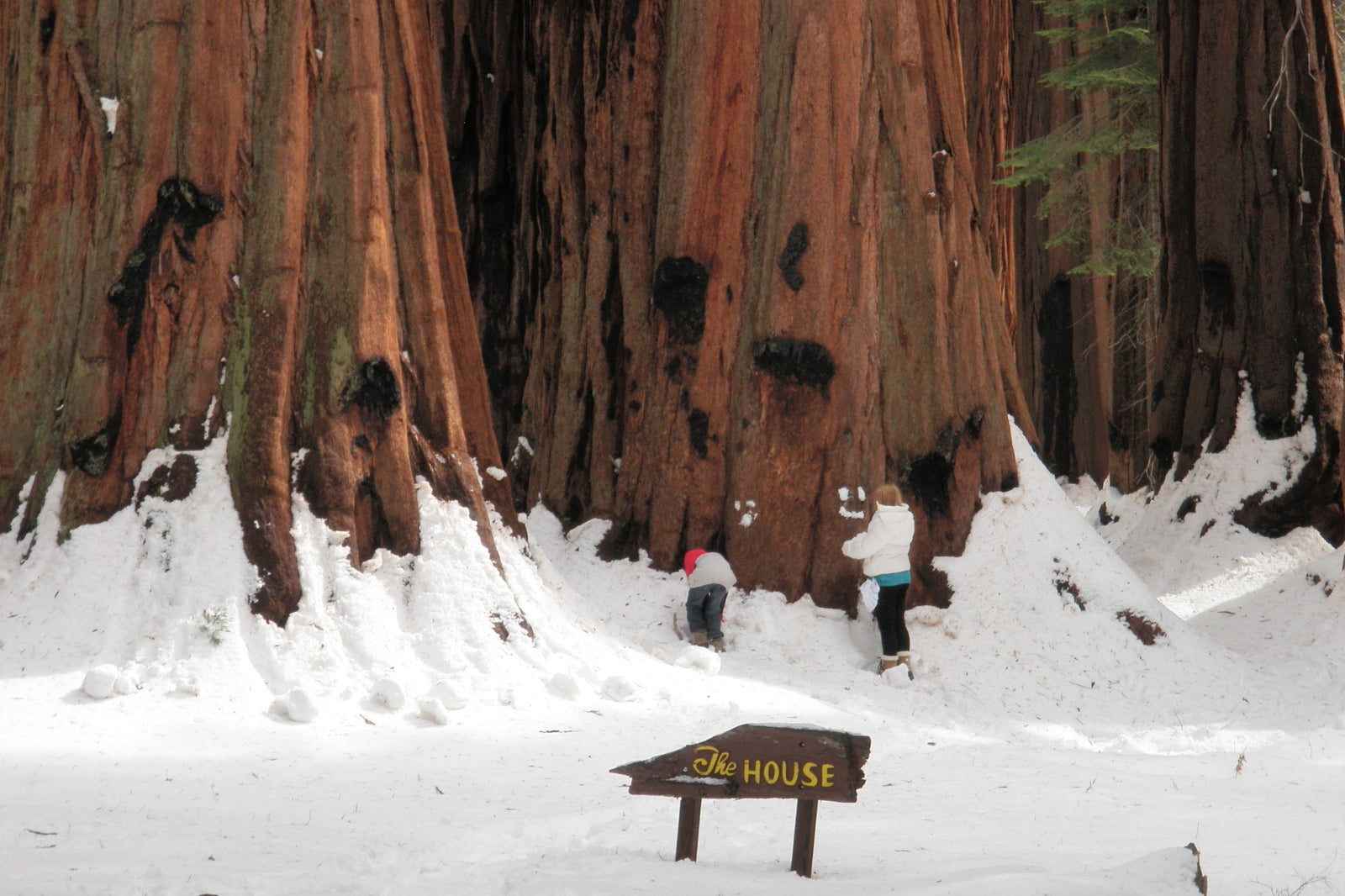 The House Group of Giant Sequoias in winter